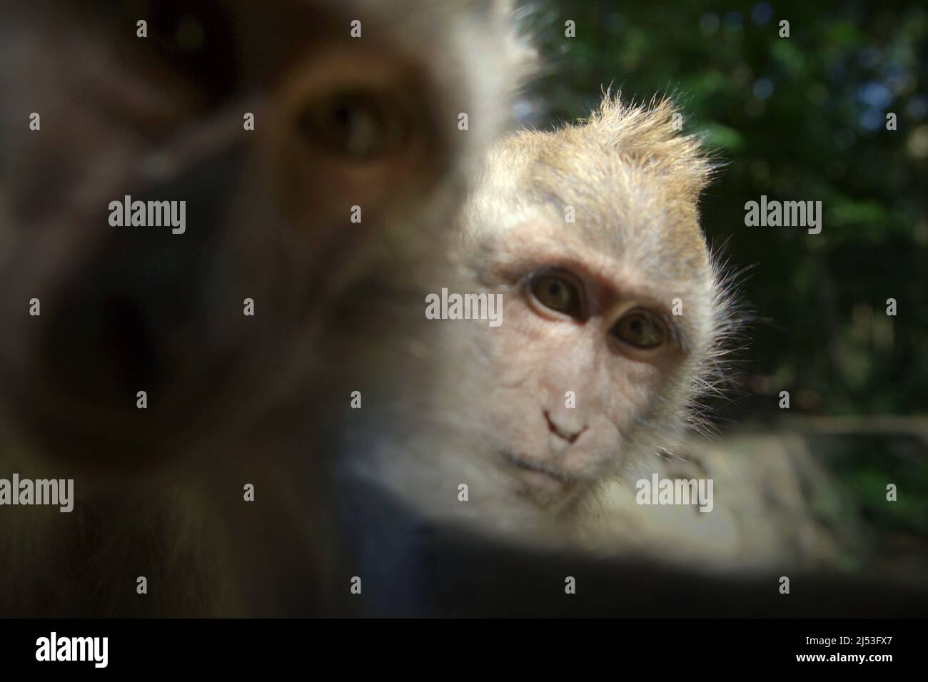 Monkey behaviour science hi-res stock photography and images - Alamy