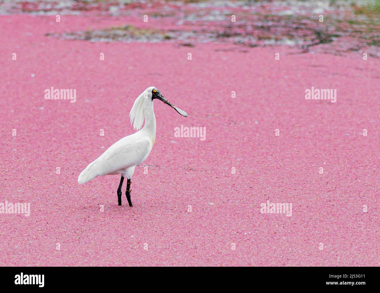 black faced spoonbill in a lake covered in red algae Stock Photo - Alamy