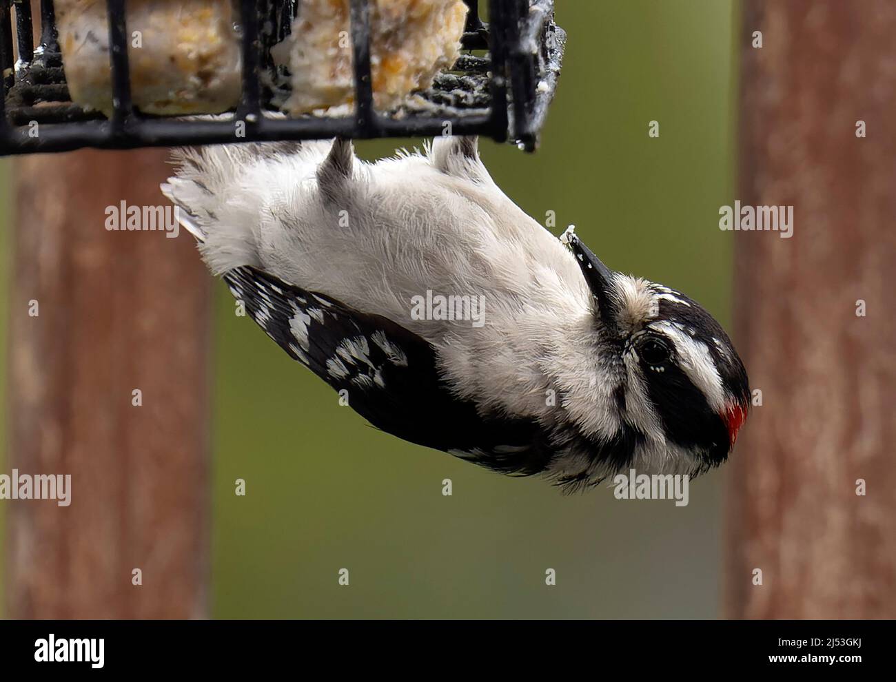 Woodpecker hangs upside down on the Suet Feeder Stock Photo Alamy