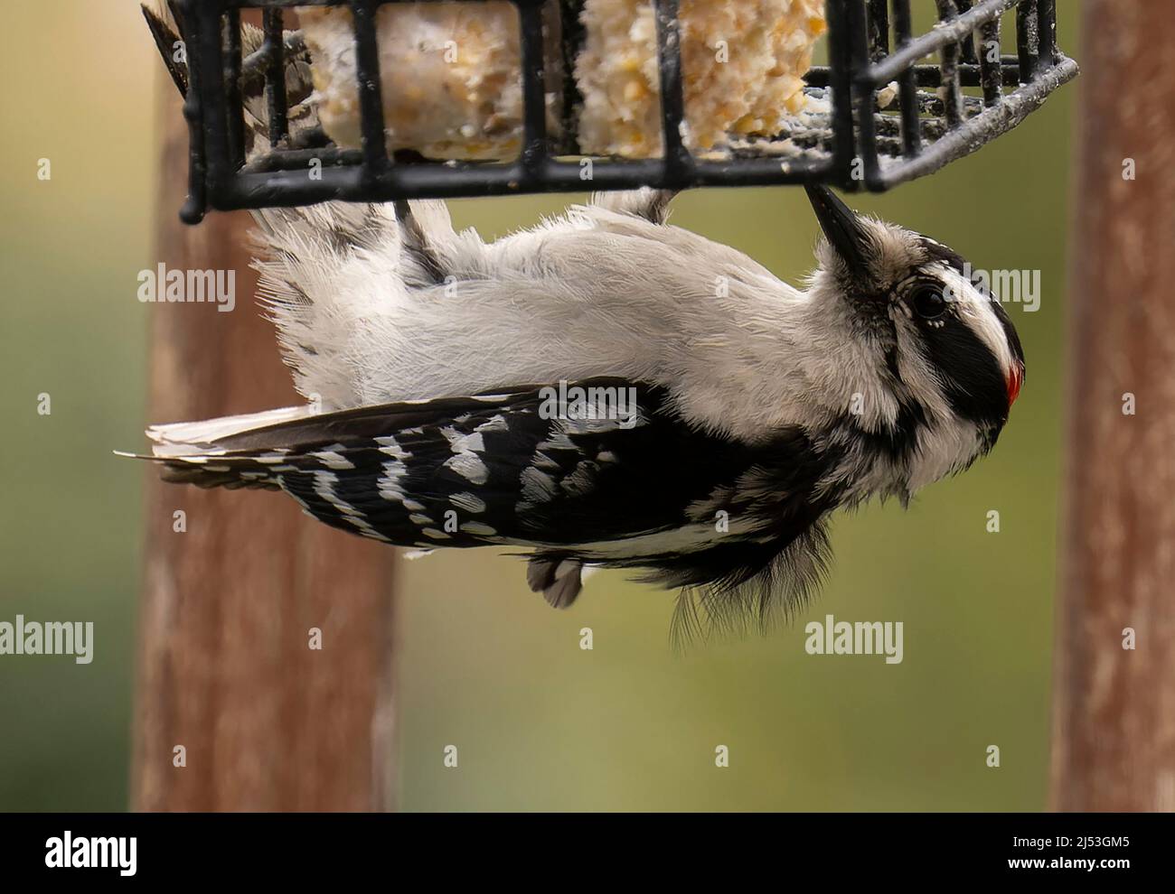 Woodpecker hangs upside down on the Suet Feeder Stock Photo Alamy