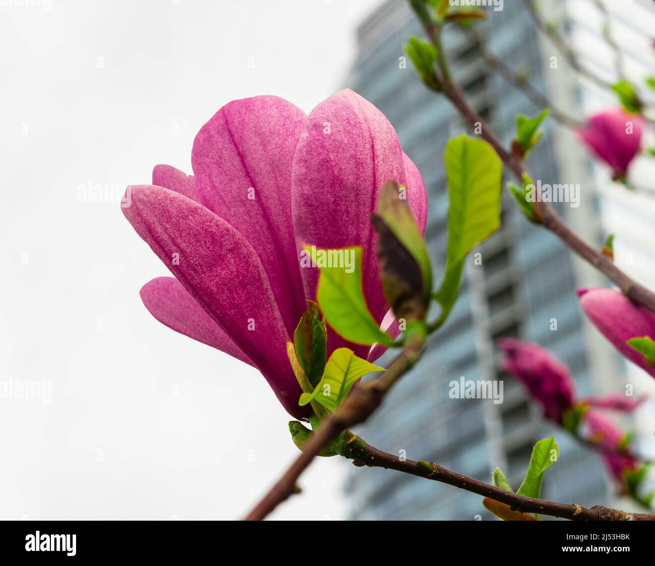 Magnolia liliiflora flower on branch with leaves, Lily magnolia flower in the park. Purple magnolia and flower buds blooming in spring. Nobody, blurre Stock Photo