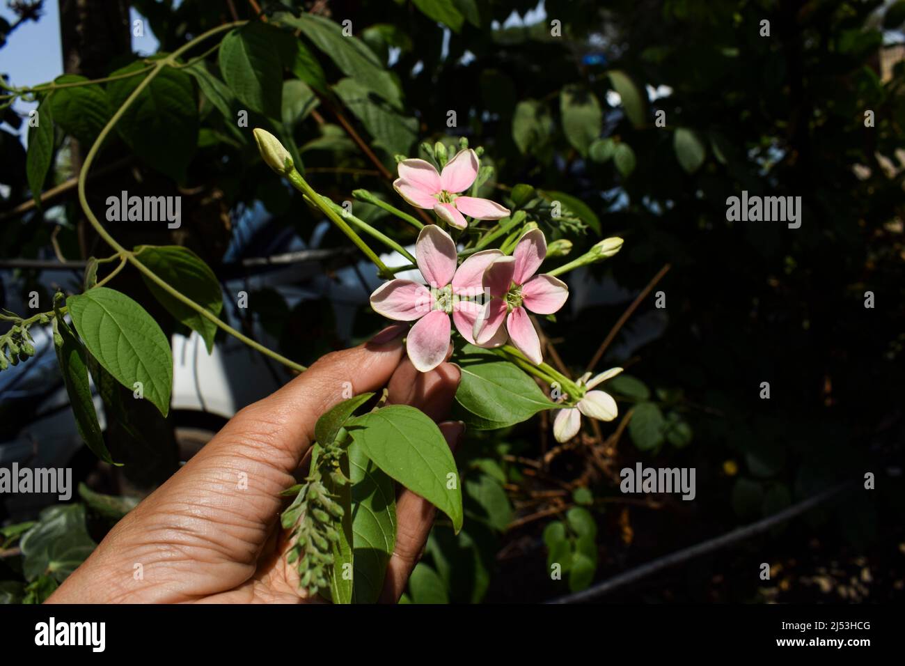 Beautiiful bunch of Madhumalti flowers. Pink jasmine or Night bloomer Madhumalti creeper plant with fresh leaves and buds in bunch. Female holding flo Stock Photo