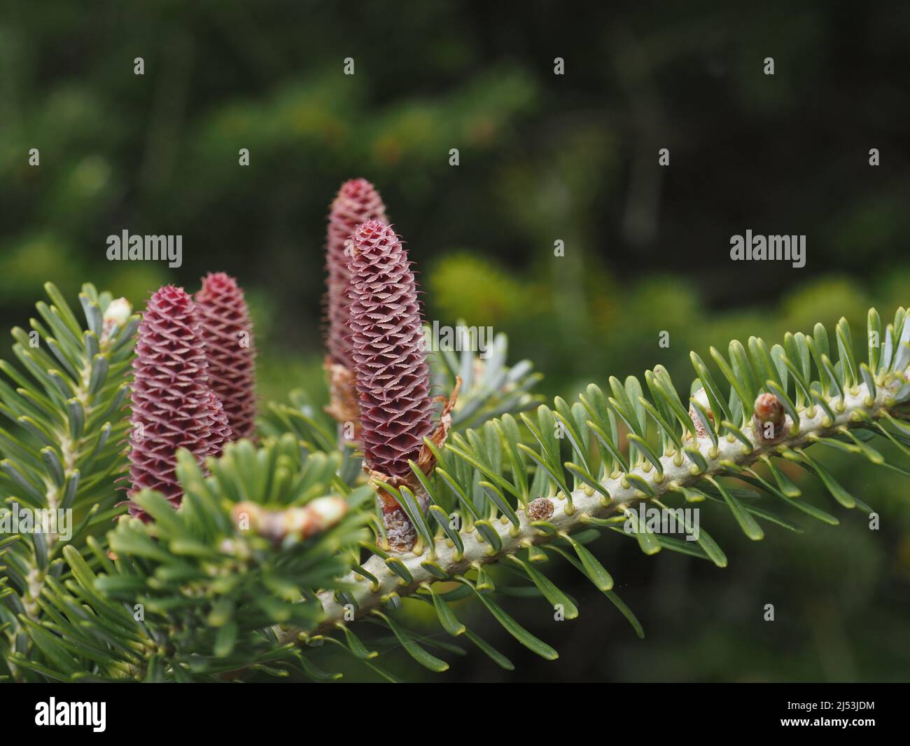 Korea fir, Abies koreana, pollinating female cones, close up, Stock Photo