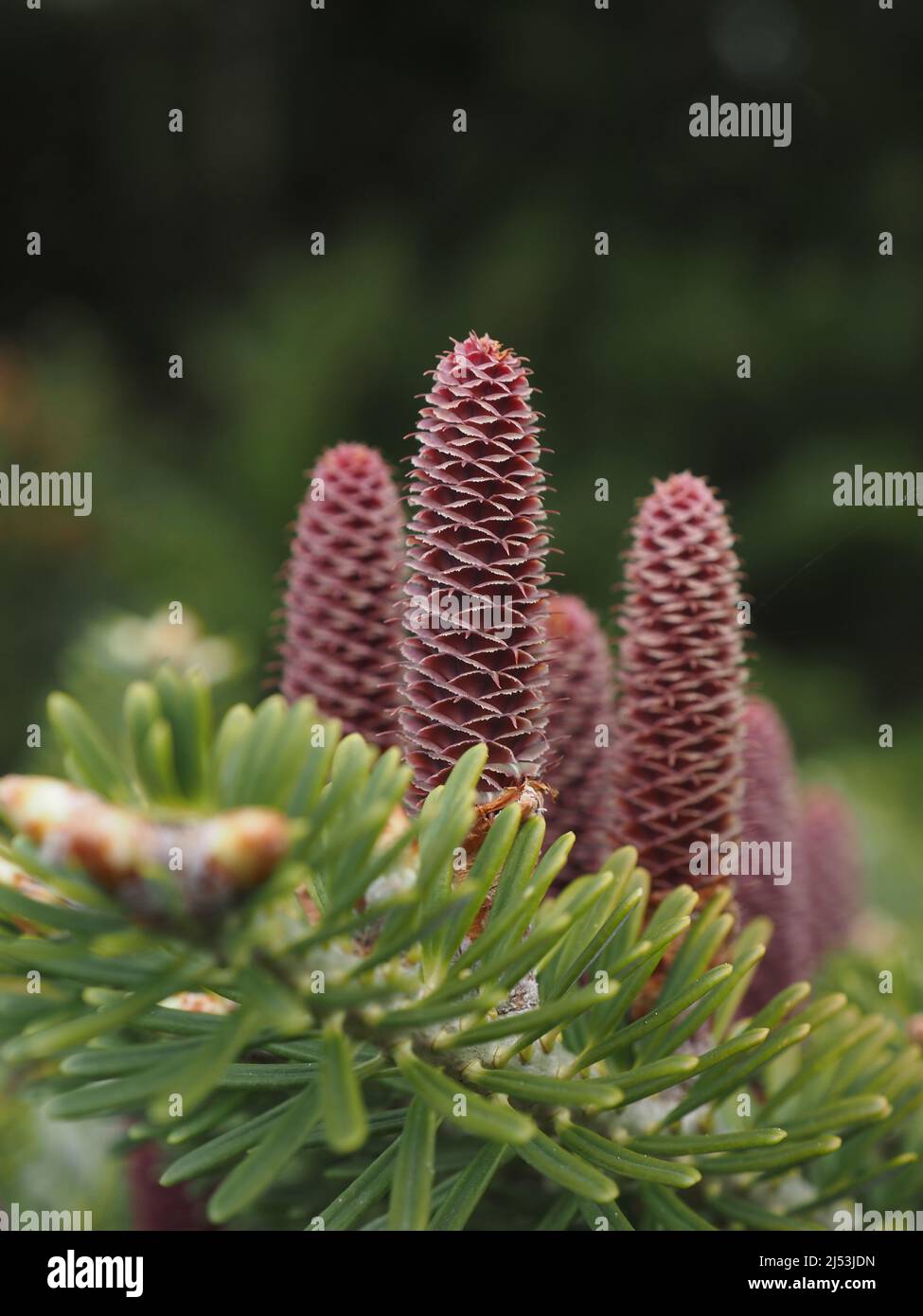 Korea fir, Abies koreana, pollinating female cones, close up, Stock Photo