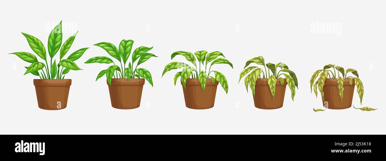 Growth, wither and wilt evolution phase, flower plant in pot. Isolated