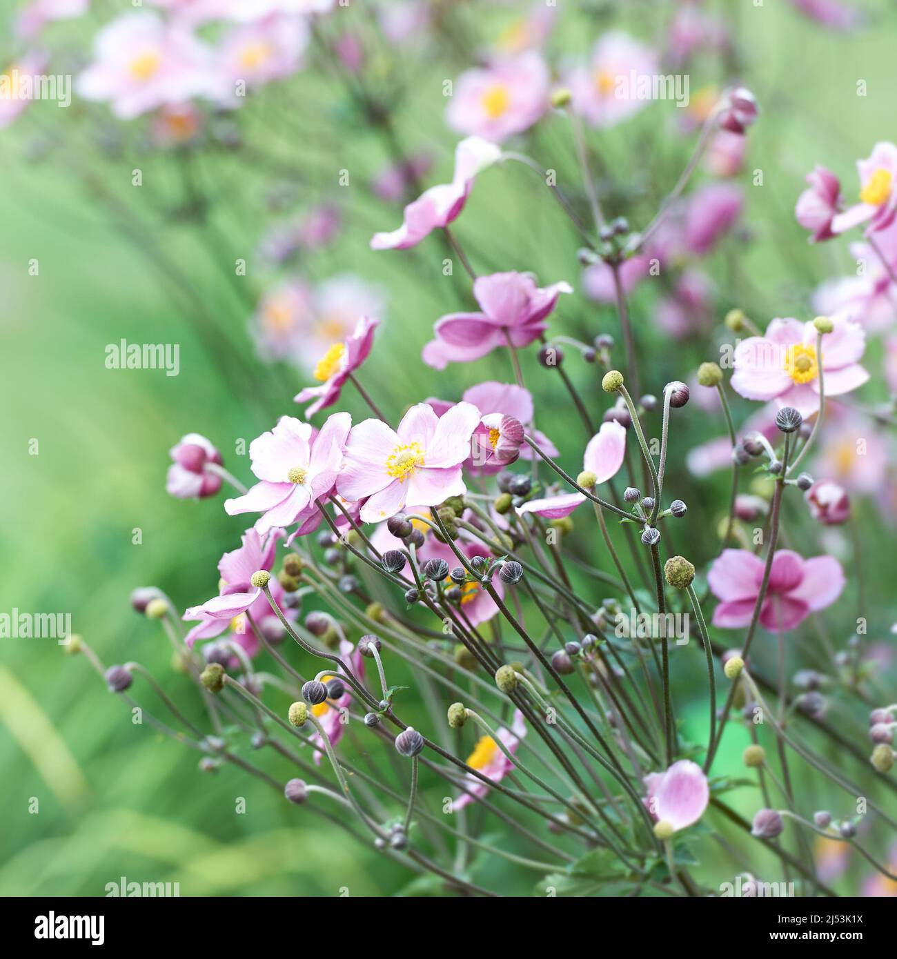 Nature background with spring flowers. (Anemone scabiosa). Selective and soft focus. Stock Photo