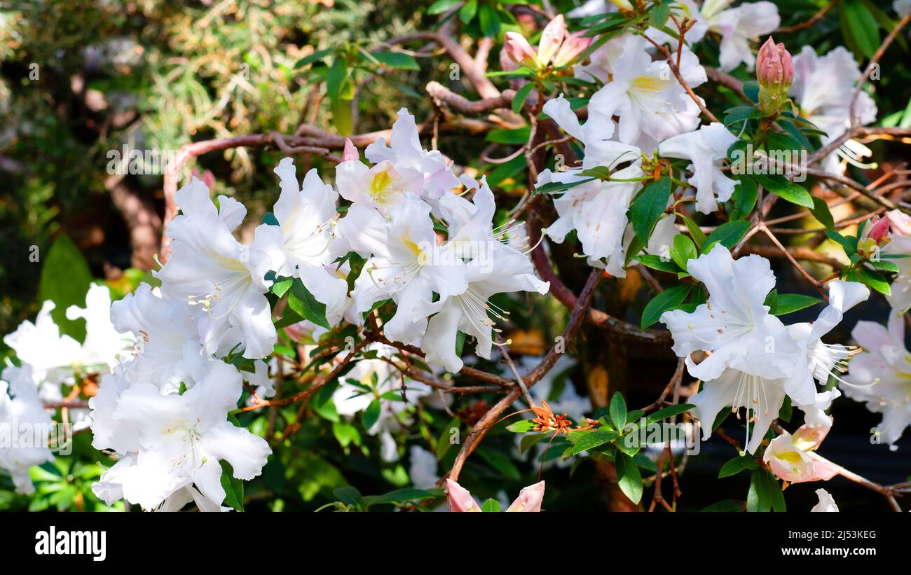 White rhododendron flowers in garden. Huge Rhododendron bush with white blossom. Beautiful blooming texture background. Stock Photo