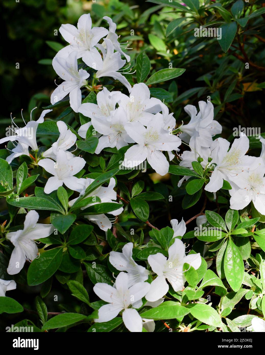White rhododendron flowers in garden. Huge Rhododendron bush with white blossom. Beautiful blooming texture background. Stock Photo