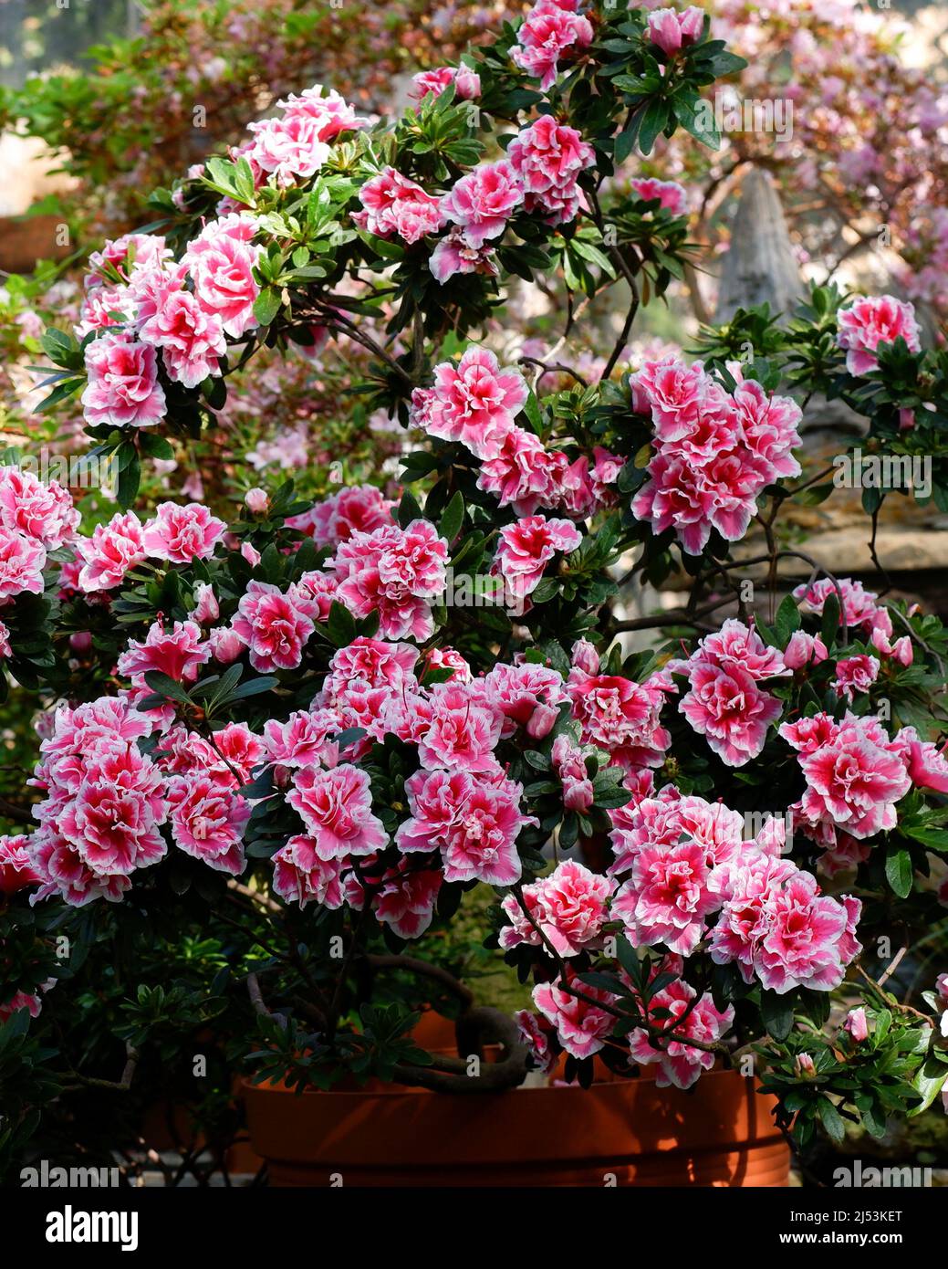 Hughe Rhododendron Pink Rhododendron flowers in garden. Huge Rhododendron bush with pink ...