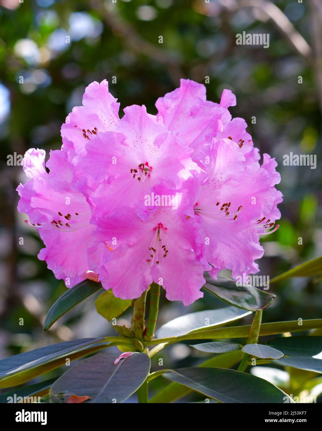 Pink rhododendron flowers in the garden. Close-up of a rhododendron inflorescence with pink flowers. Beautiful flowering shrub. Stock Photo