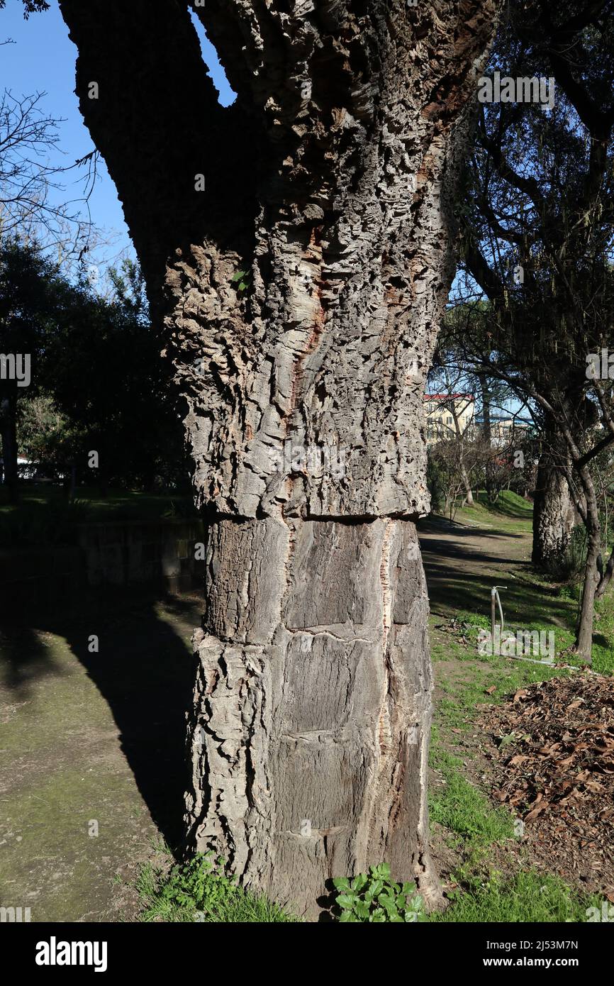 Napoli - Particolare del tronco di una quercia da sughero nell'Orto Botanico Stock Photo