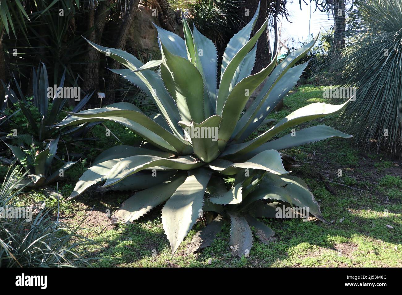 Napoli - Pianta di agave dell'Orto Botanico Stock Photo