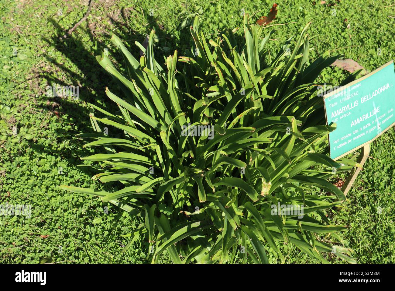 Napoli - Pianta di Amaryllis Belladonna nell'Orto Botanico Stock Photo