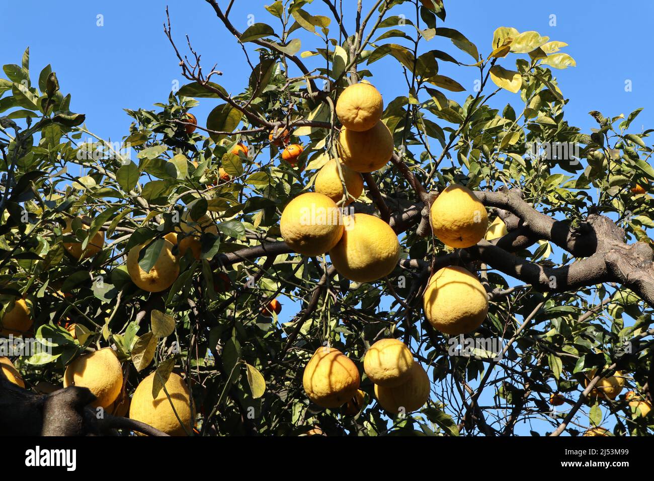 Napoli - Pianta di Citrus Medica nel Real Orto Botanico Stock Photo