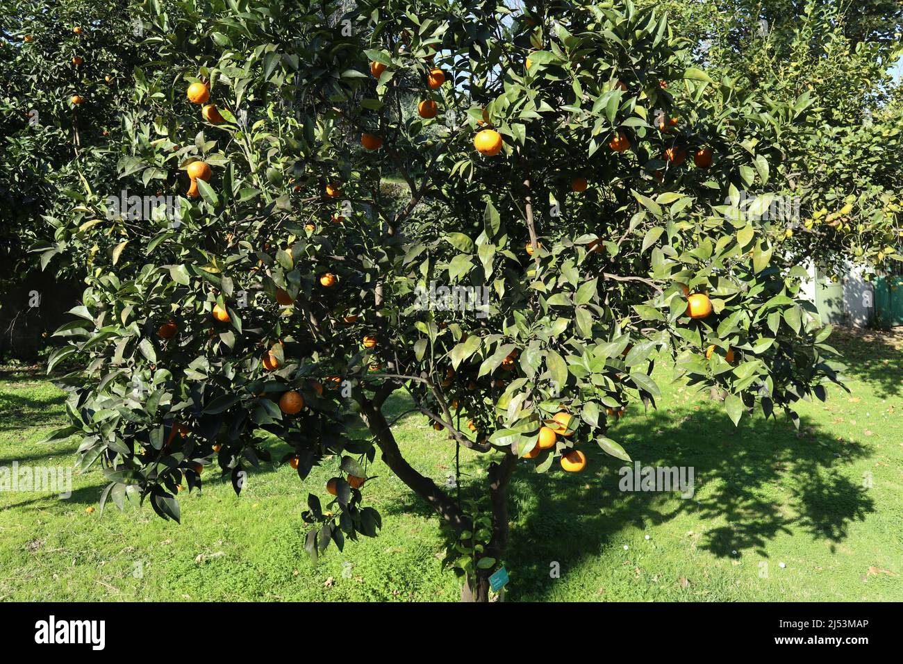 Napoli - Pianta di Citrus Sinensis nell'Orto Botanico Stock Photo