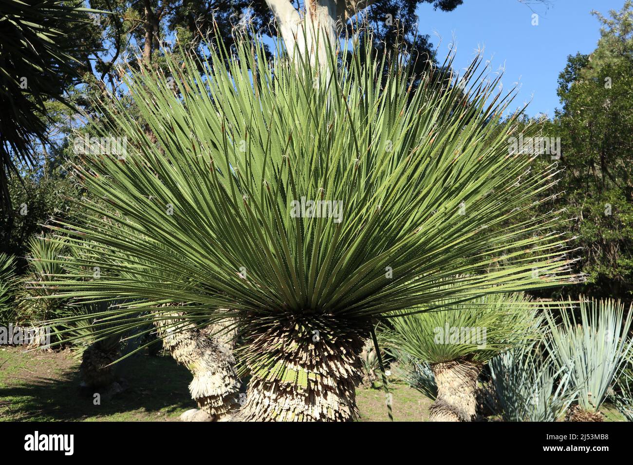 Napoli - Pianta di Dasylirion Glaucophyllum nell'Orto Botanico Stock Photo