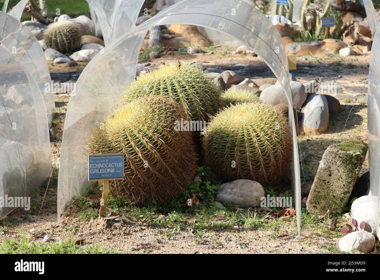Napoli - Pianta di Echinocactus Grisonii nell'Orto Botanico Stock Photo