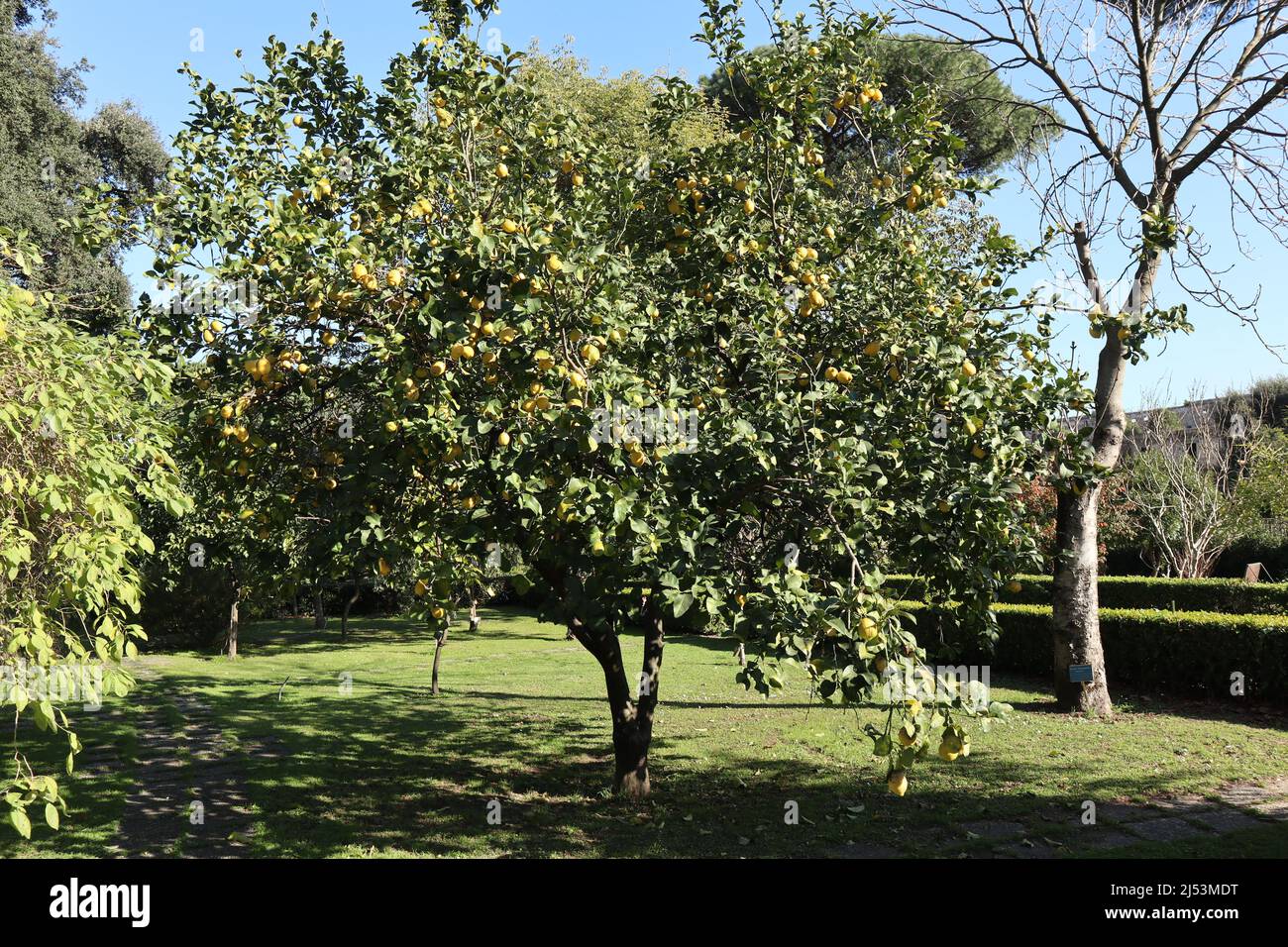 Napoli - Pianta di limone nell'Orto Botanico Stock Photo