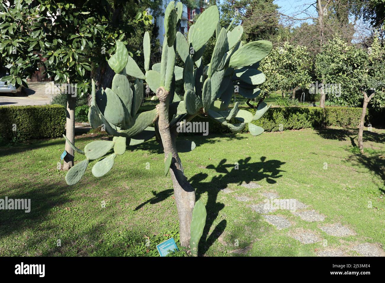 Napoli - Pianta di Opuntia Ficus Indica nel Real Orto Botanico Stock Photo