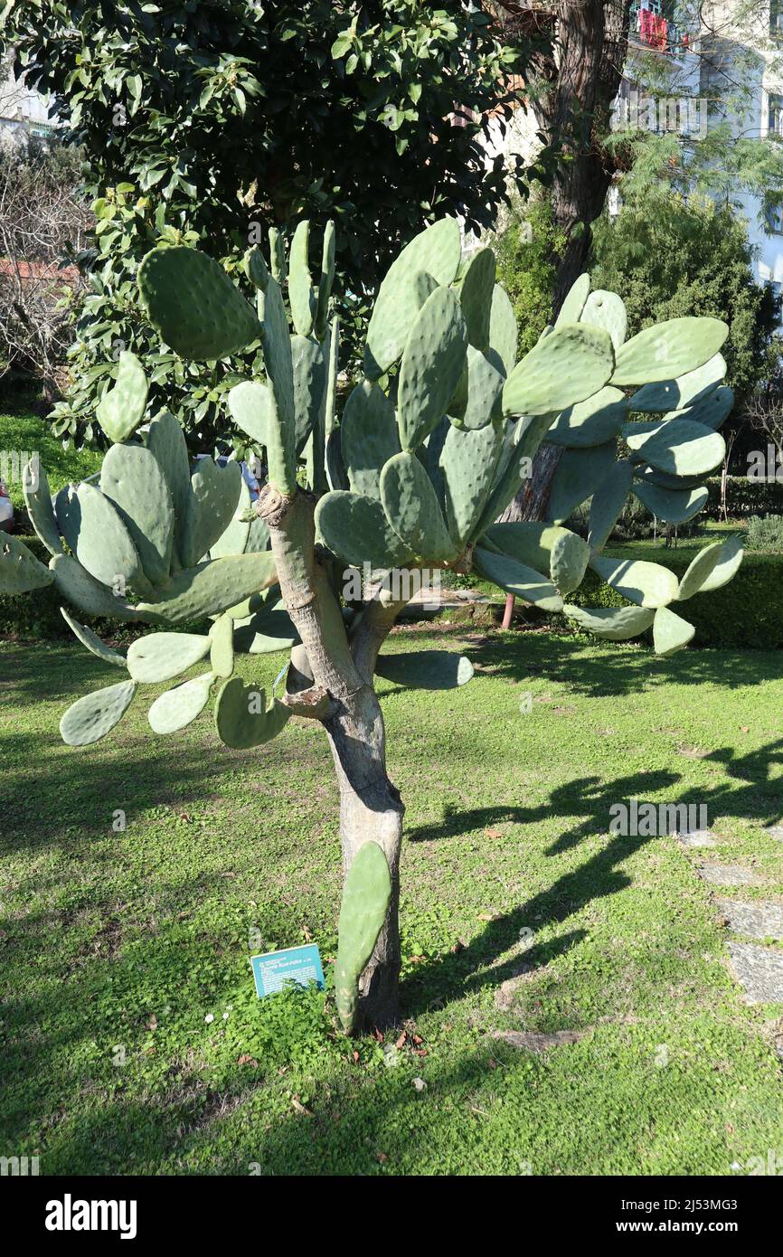 Napoli - Pianta di Opuntia Ficus Indica nell'Orto Botanico Stock Photo