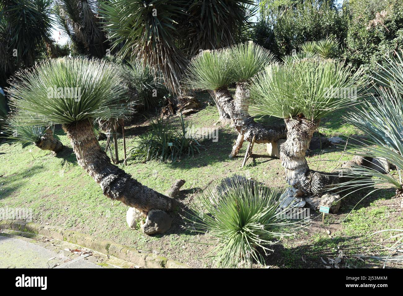 Napoli - Piante di Dasylirion Glaucophyllum nell'Orto Botanico Stock Photo