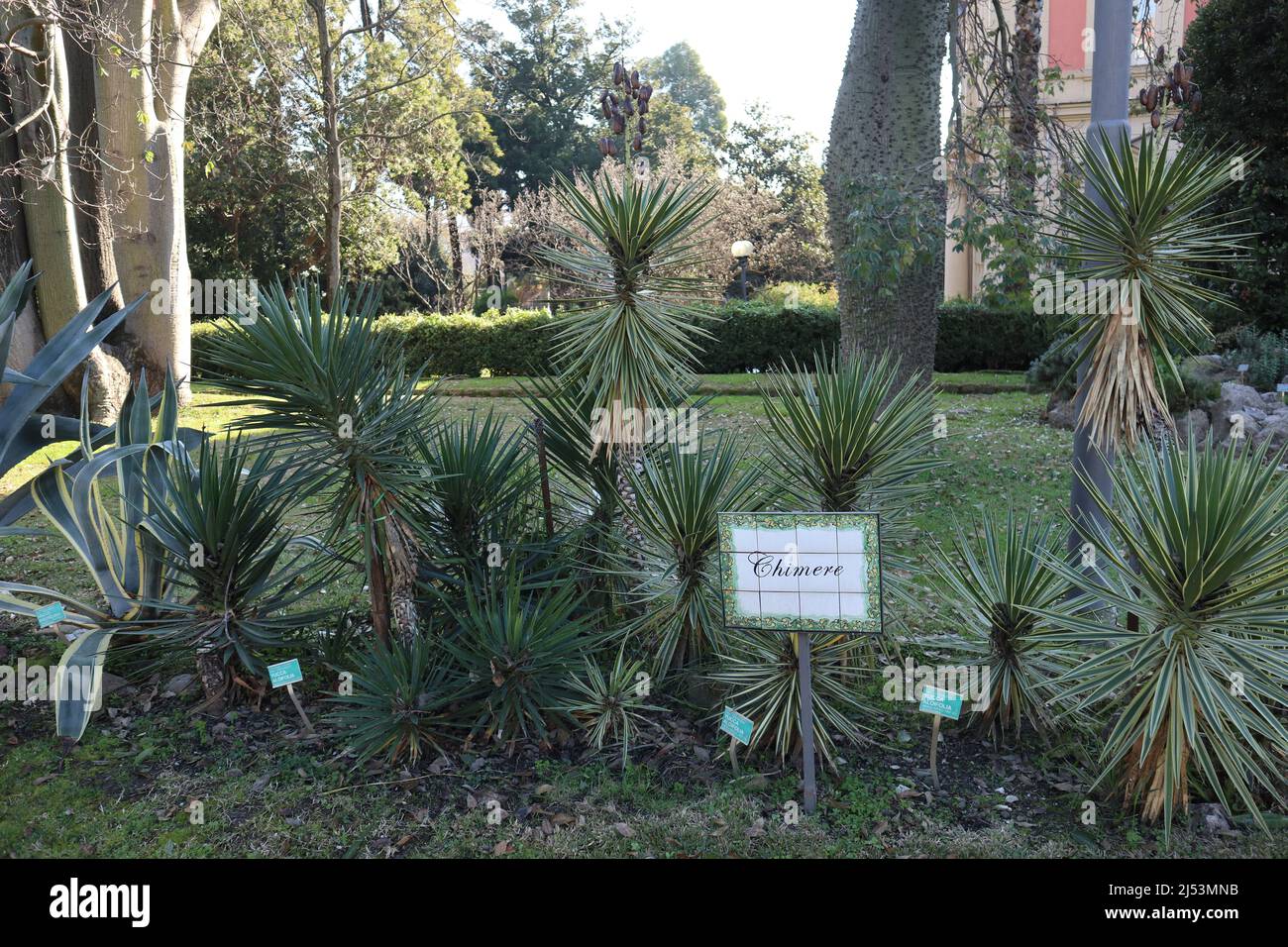 Napoli - Piante di Yucca Aloifolia nell'Orto Botanico Stock Photo