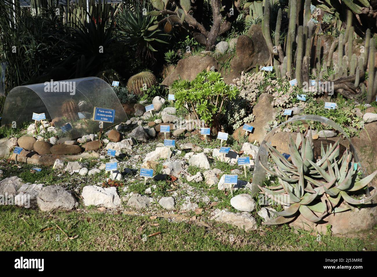 Napoli - Piante xerofile nel Real Orto Botanico Stock Photo