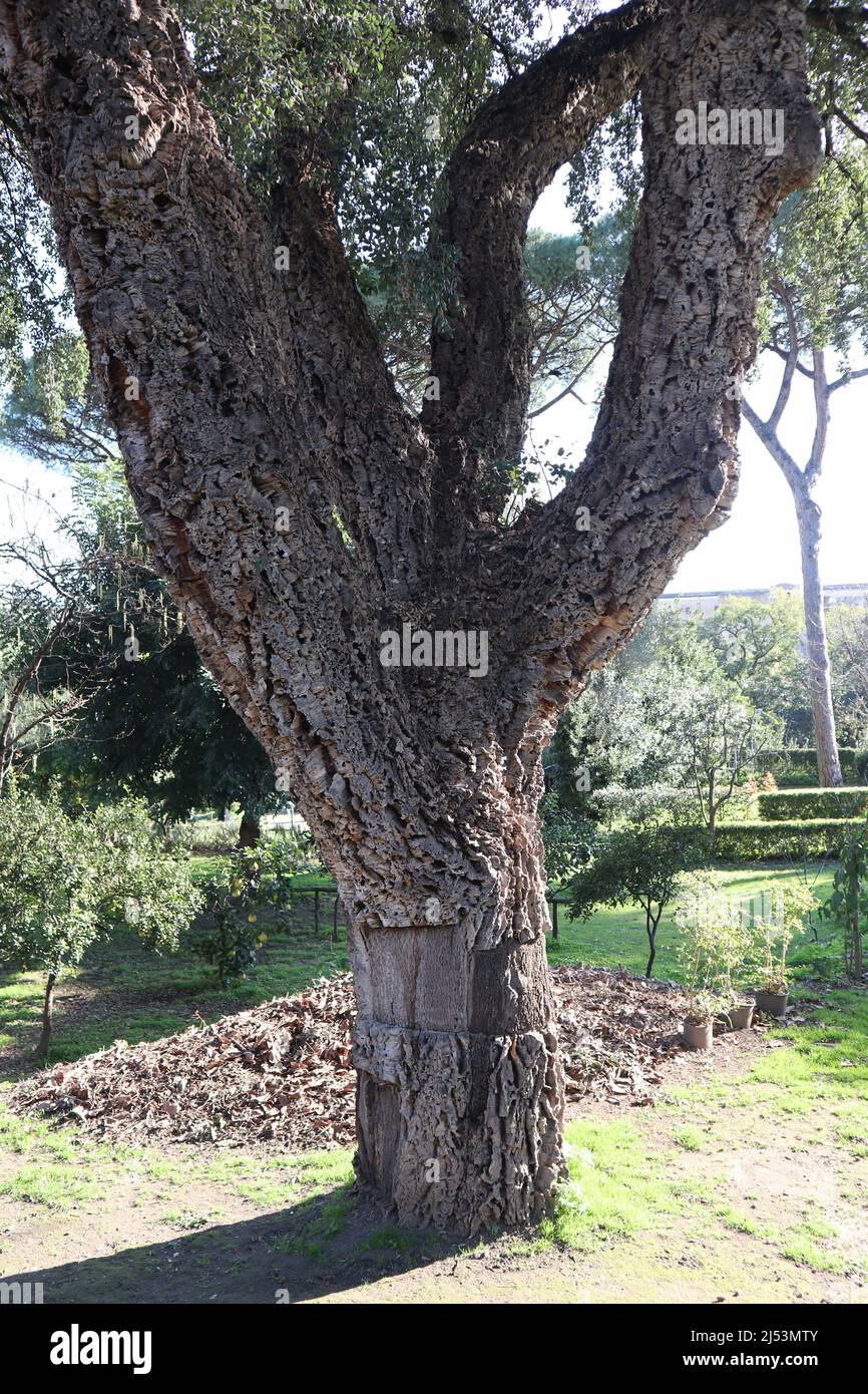 Napoli - Tronco di una quercia da sughero nell'Orto Botanico Stock Photo