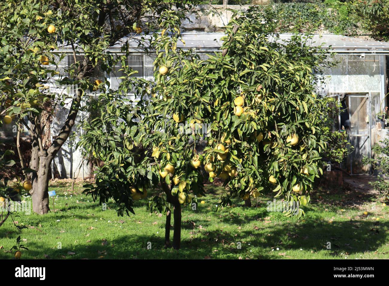 Napoli - Albero di Citrus Medica nell'Orto Botanico Stock Photo