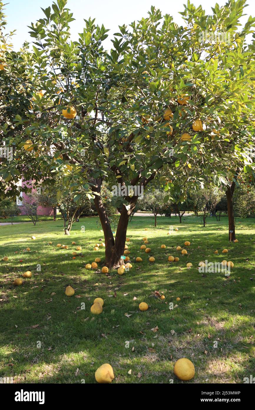Napoli - Albero di Citrus Paradisi nell'Orto Botanico Stock Photo