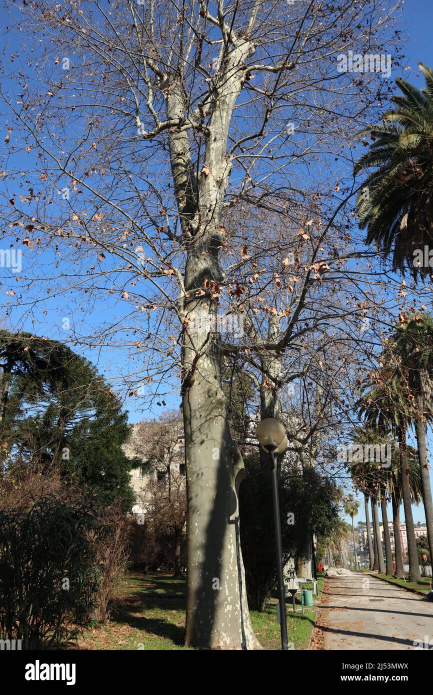 Napoli - Albero di Platano nel Real Orto Botanico Stock Photo - Alamy