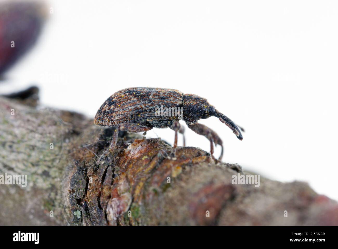 Apple blossom weevil (Anthonomus pomorum). One of the most important pests of apple trees in orchards and gardens. Stock Photo