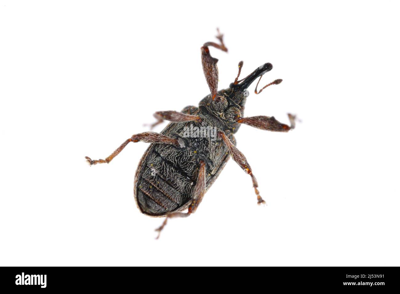 Apple blossom weevil (Anthonomus pomorum). One of the most important pests of apple trees in orchards and gardens. Stock Photo