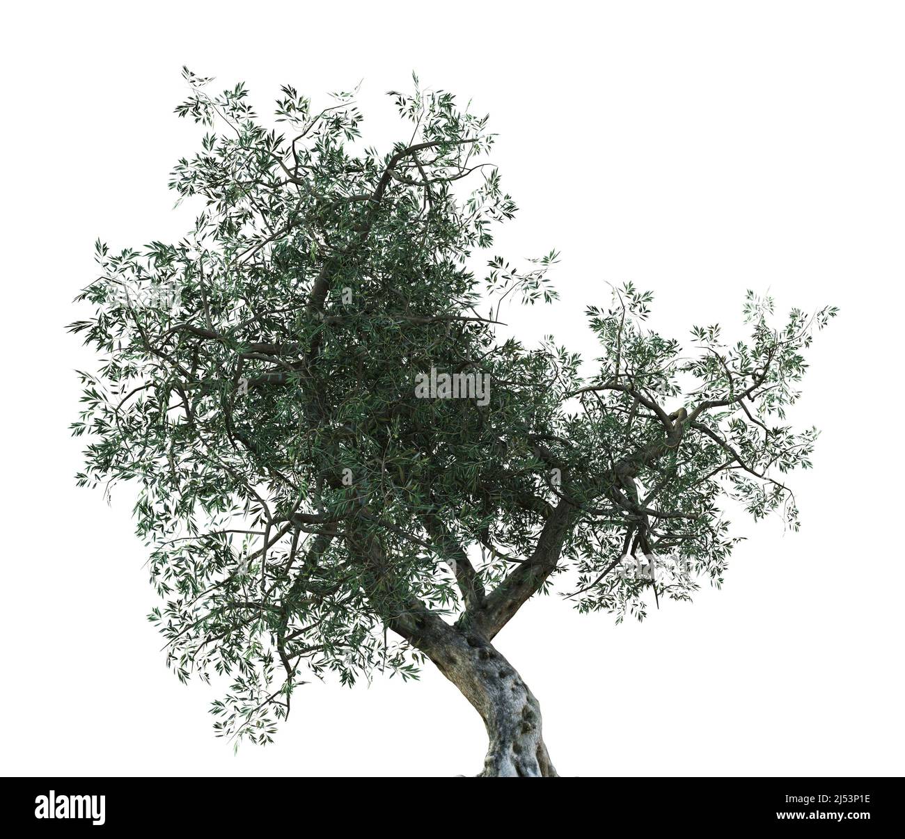 Detailed olive tree with green leaves isolated on white, 3D ...