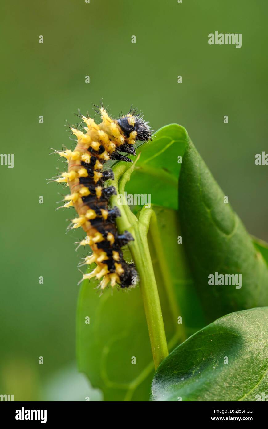 Suraka Silk Moth caterpillar - Antherina suraka, large beautiful orange moth from Madagascar island, Africa. Stock Photo