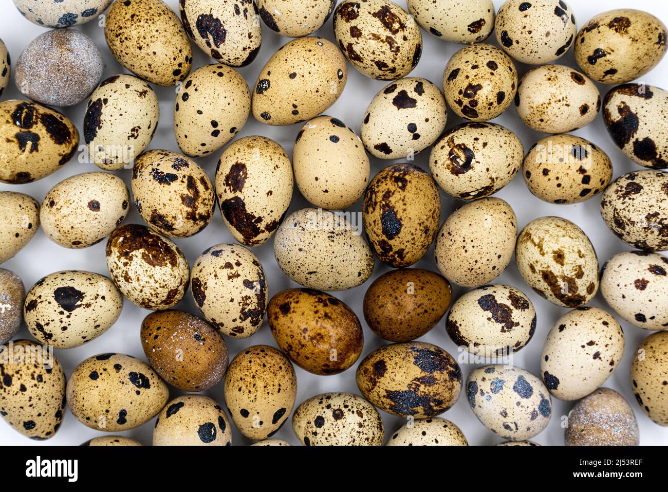 Easter composition. Easter background. Easter quail eggs. Quail eggs on gray background. High quality photo Stock Photo