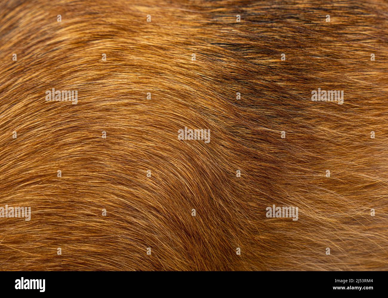 Dog fur textures. Red dog fur natural for backgrounds, textures and wallpapers. High quality photo Stock Photo