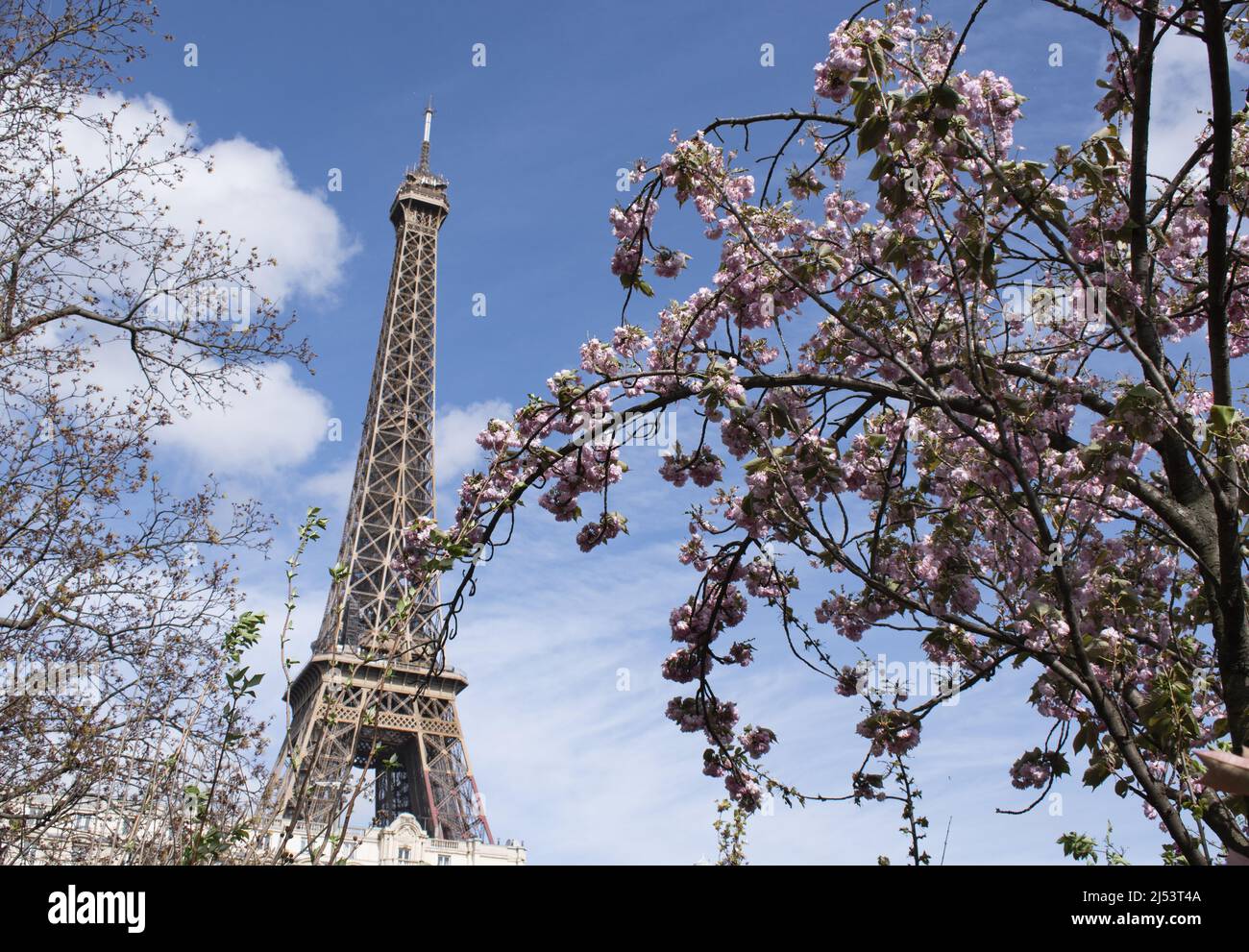 Paris, France, Europe: a Japanese cherry tree in bloom with view of the Eiffel Tower, metal tower completed in 1889 for the Universal Exposition Stock Photo
