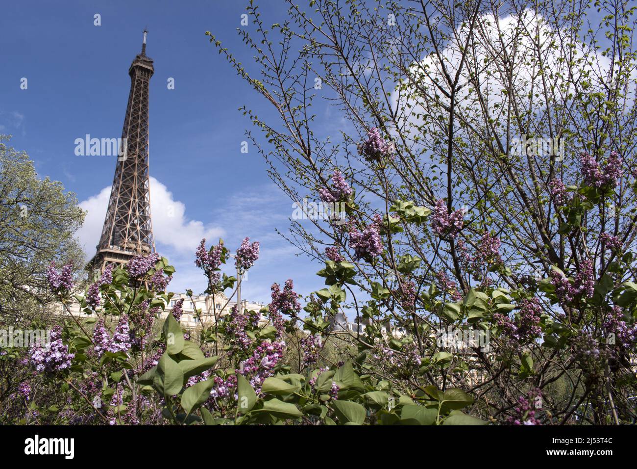 Paris, France, Europe: a Japanese cherry tree in bloom with view of the Eiffel Tower, metal tower completed in 1889 for the Universal Exposition Stock Photo