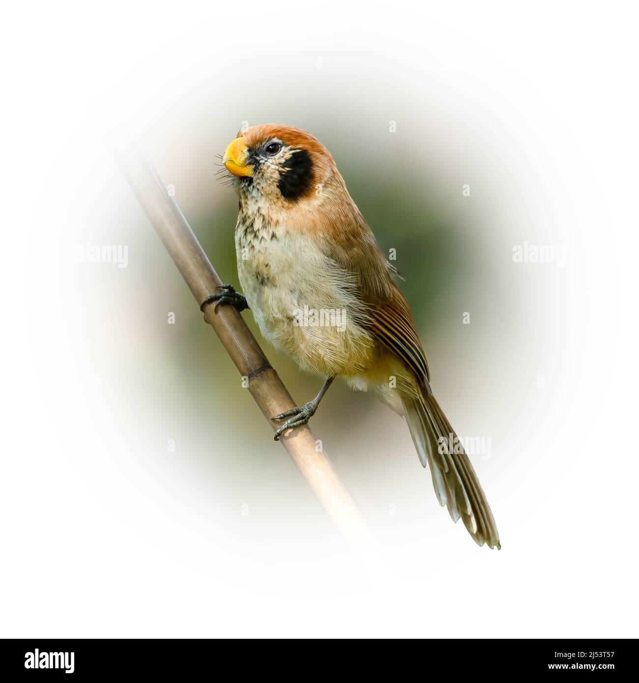 Spot-breasted Parrotbill perching on a perch looking into a distance isolated on round gradient blur background Stock Photo