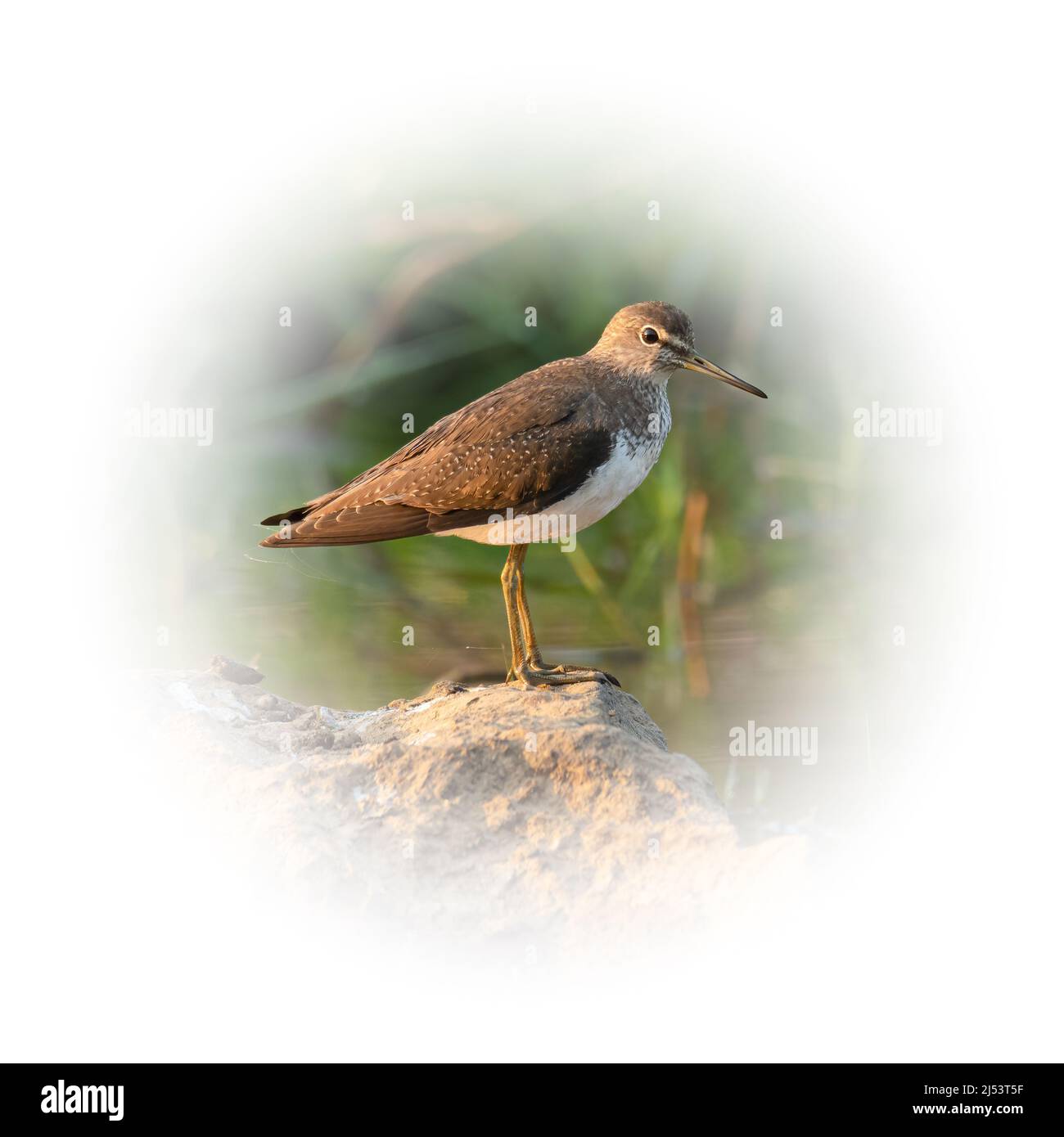 Green Sandpiper perching near wetland field looking into a distance isolated on round gradient blur background Stock Photo