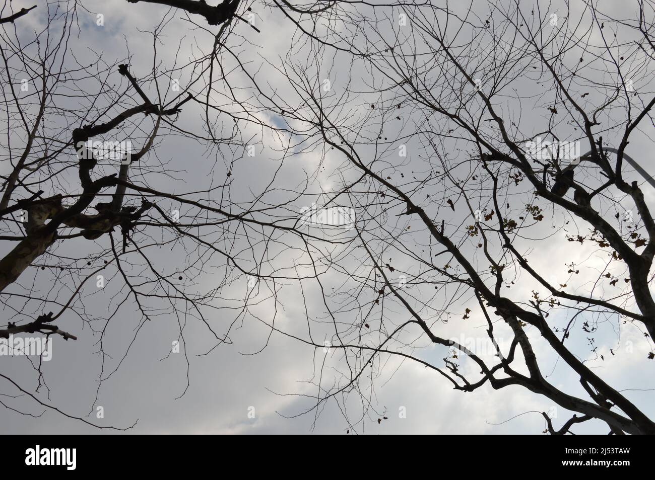 kahle Zweige gegen den wolkenverhangenen grauen Himmel Stock Photo