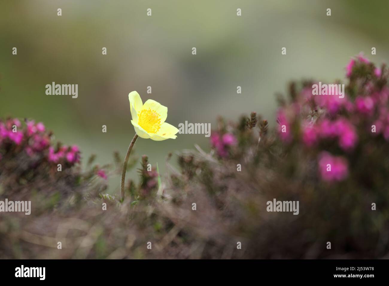 Yellow flowers mixed with pink foreground. Flowers: Pulsatilla alpina subsp. apiifolia commonly known as alpine pasqueflower or alpine anemone Stock Photo