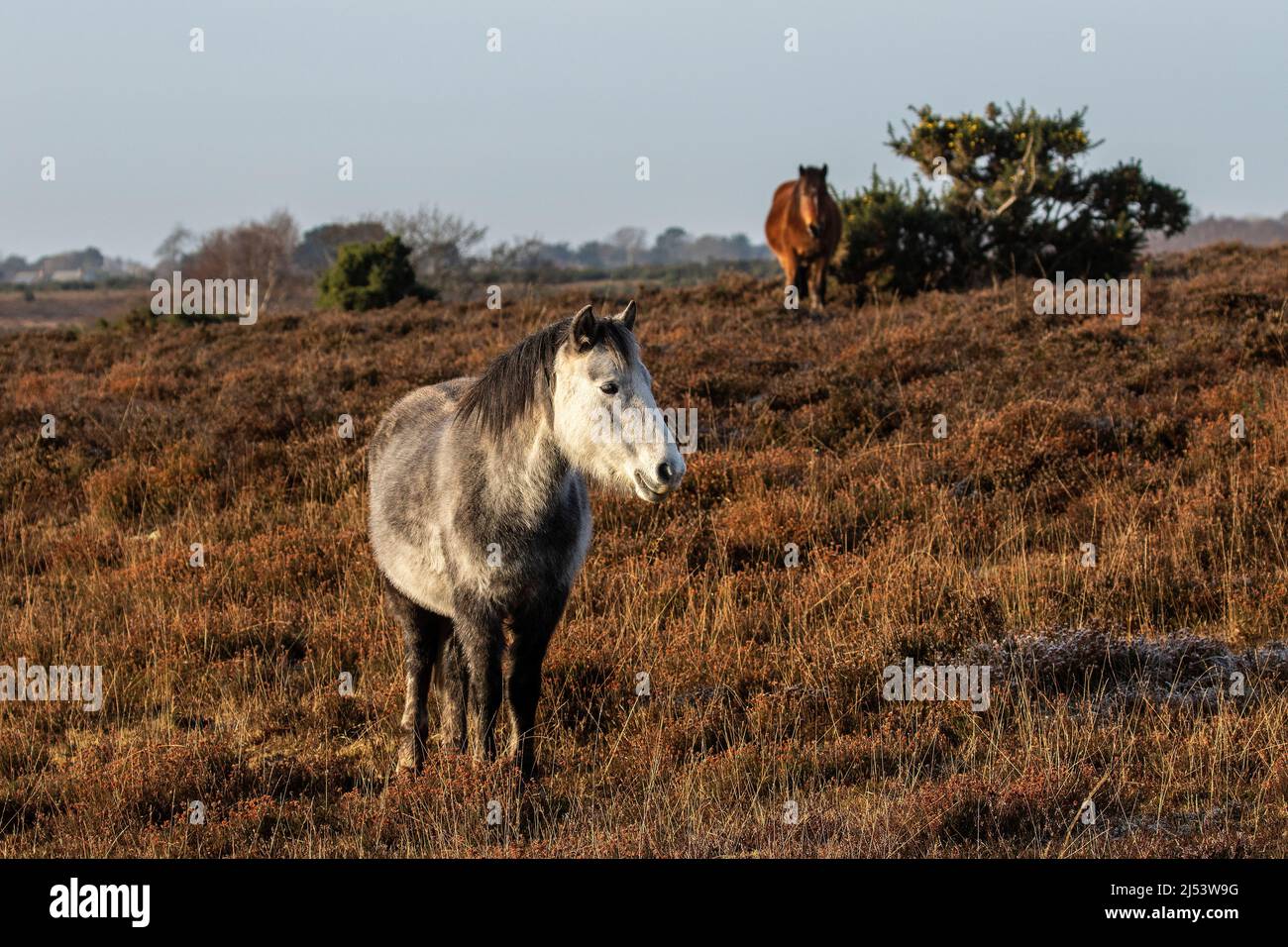 New Forest Ponies on a crisp autumnal day near Setley Stock Photo