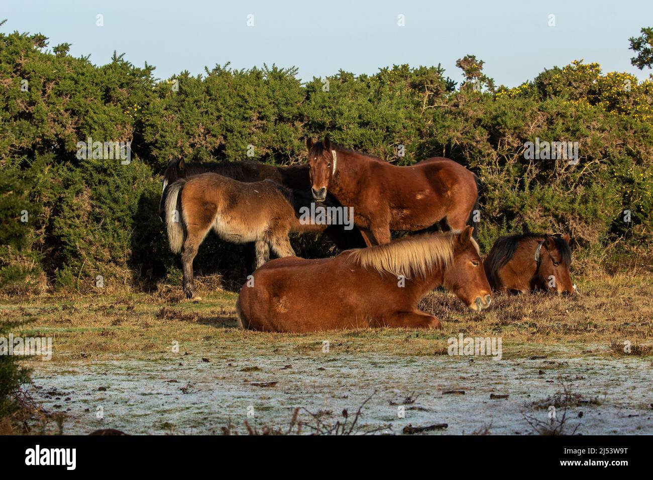 New Forest Ponies on a crisp autumnal day near Setley Stock Photo