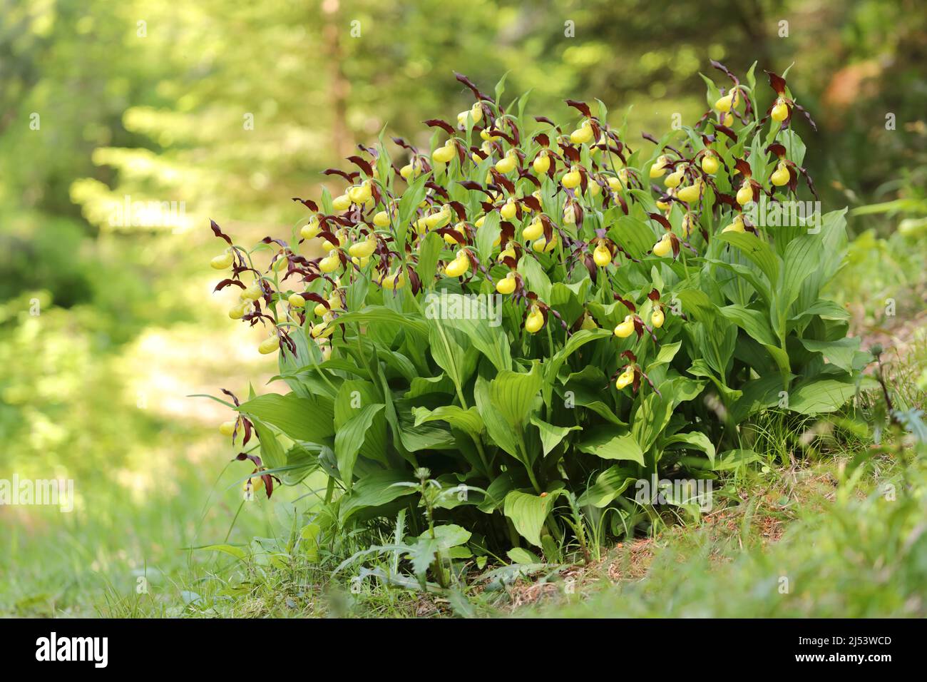 Endangered plants hi-res stock photography and images - Alamy Endangered plants hi-res stock photography and images - Alamy