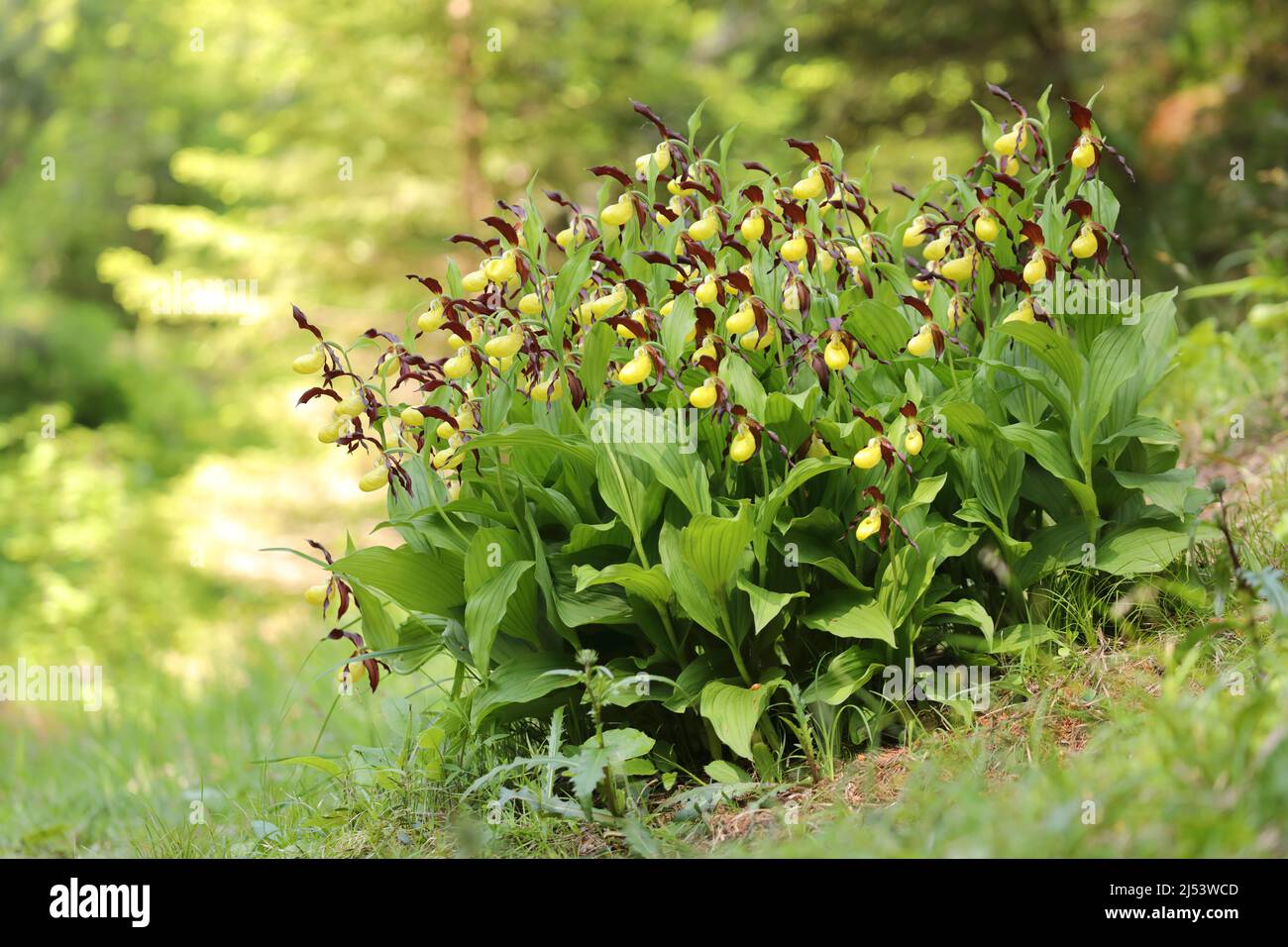 Lady-slipper orchid in Switzerland nature, Cypripedium calceolus, Orchidaceae - endangered plants Stock Photo