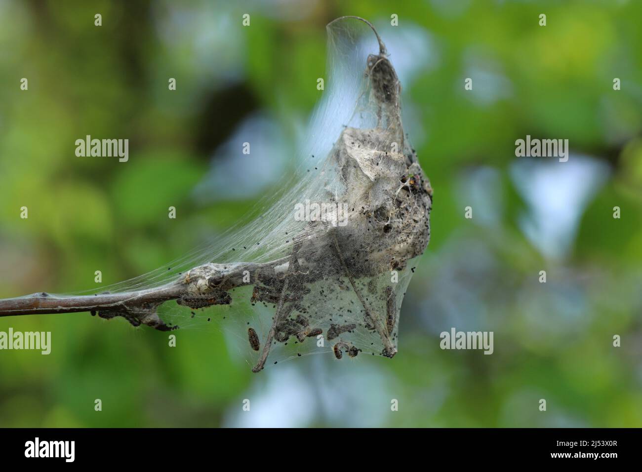 Brown tail caterpillars (Euproctis chrysorrhoea) on a branch of a pear