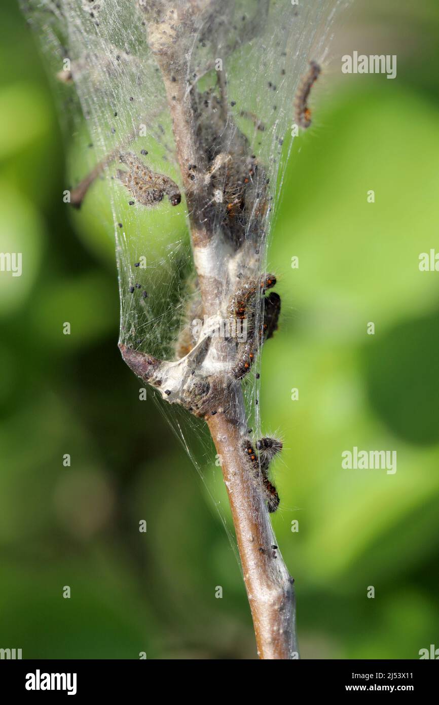 Brown tail caterpillars (Euproctis chrysorrhoea) on a branch of a pear
