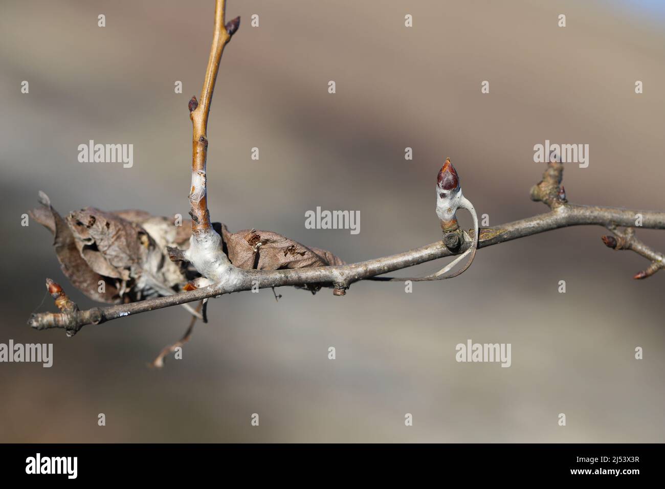 Brown tail caterpillars (Euproctis chrysorrhoea) on a branch of a pear tree in winter caterpillars nest. Important pests of many trees and shrubs. Stock Photo